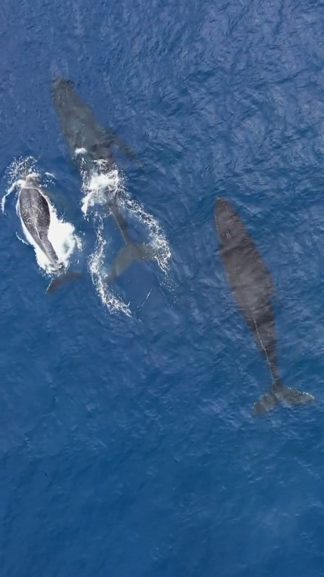 MUTUO AMORE TRA BALENA E LAFKENCHE  DI SEPÚLVEDA   [Da articoli a racconto  (1  EMBEDDED  VIDEO]