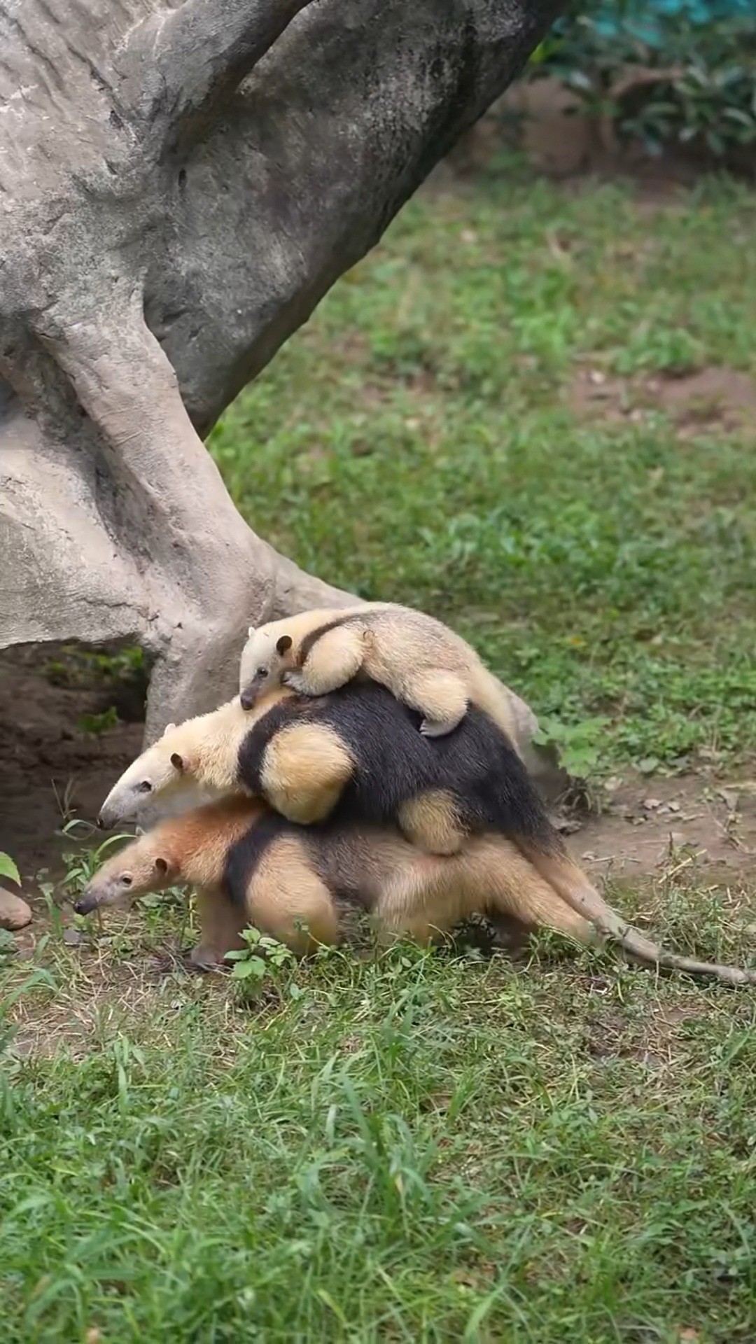 ANCHE I FORMICHIERI NEL LORO PICCOLO SONO GRANDI:  UN ANTEATER  ‘GENTLEMAN’   [TRE FORMICHIERI IN SWAP (SHANGHAI WILD ANIMAL PARK);  Microracconto  13]