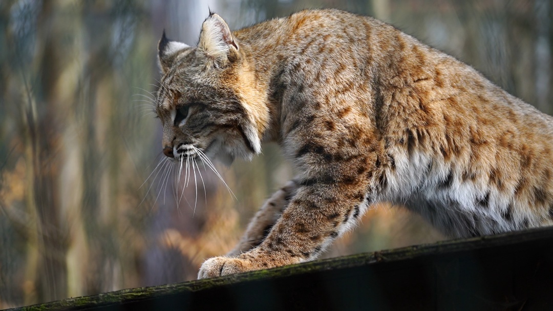 IL CANTO DELLA LINCE INNAMORATA   [DA FILM  (“LE LINCI SELVAGGE”)  A RACCONTO]