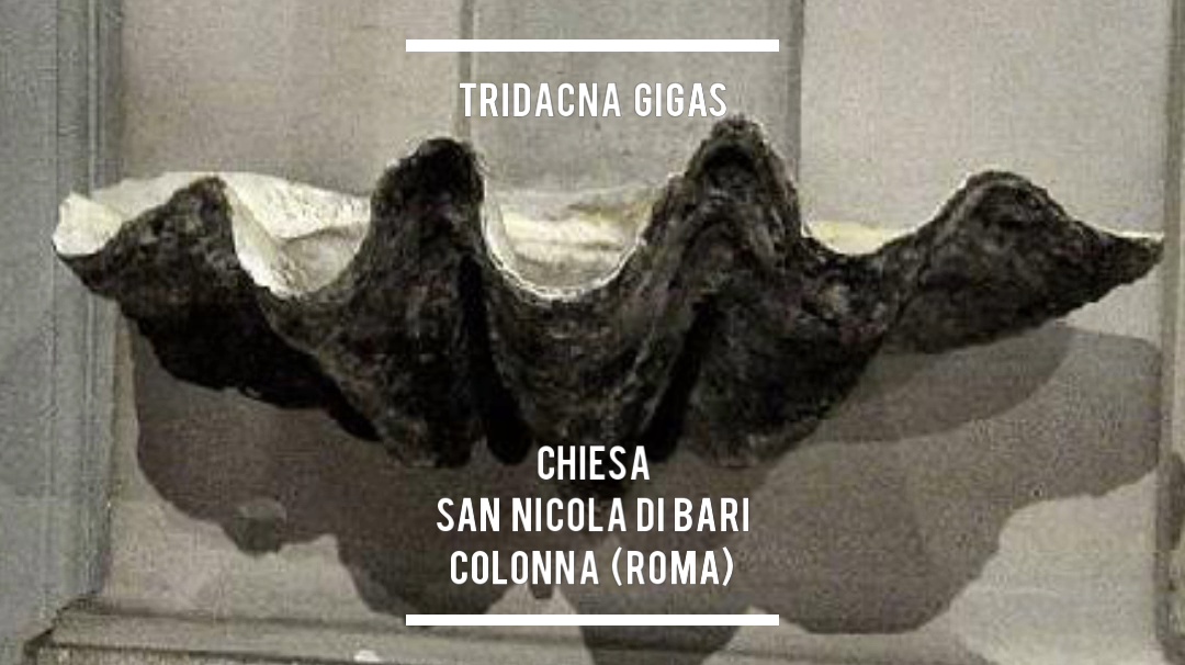 TRIDACNA GIGAS RECORD,  COLONNA COOL  DEL PAESE COLONNA  E DI UN PREMIO   [XX ED.  PREMIO LETTERARIO NAZIONALE  “LA TRIDACNA”  CITTÀ DI COLONNA]